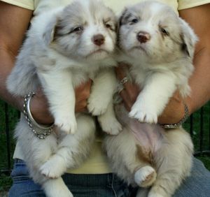 Banjo/Gemma Chocolate Merle girls.