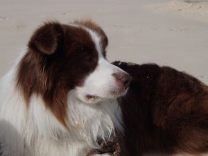 Charlie Brown at Rainbow Beach