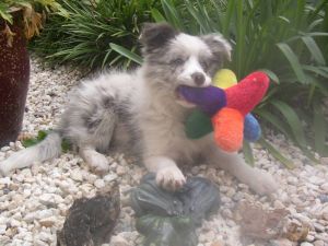 Indy and her favourite squeeky toy.