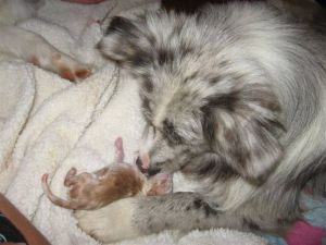 Davinci the mid wife helping with Jess's new born baby.