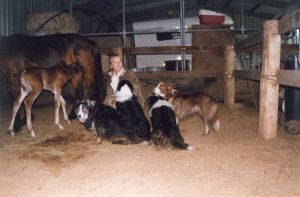 The girls have just watched the birth of our new foal