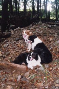 The girls enjoying a rest on our creek bank