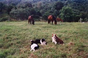 Kirra, Dotty & Treat out with the horses.