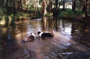 Misty & Dotty enjoying a swim in our creek