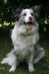 GEMMA