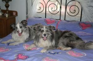 GEMMA and DAVINCI