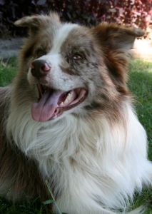 ZEN (IMP. NZ)