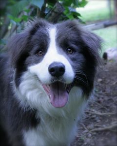 Buddy (Imp NZ)