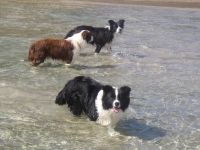 KIRRA and friends  at Fingal.