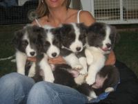 Riva and Kaisha's blue puppies