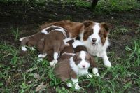 Truffle & Billy's Babies